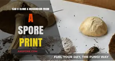 Cloning Mushrooms from Spore Prints: A Step-by-Step Guide
