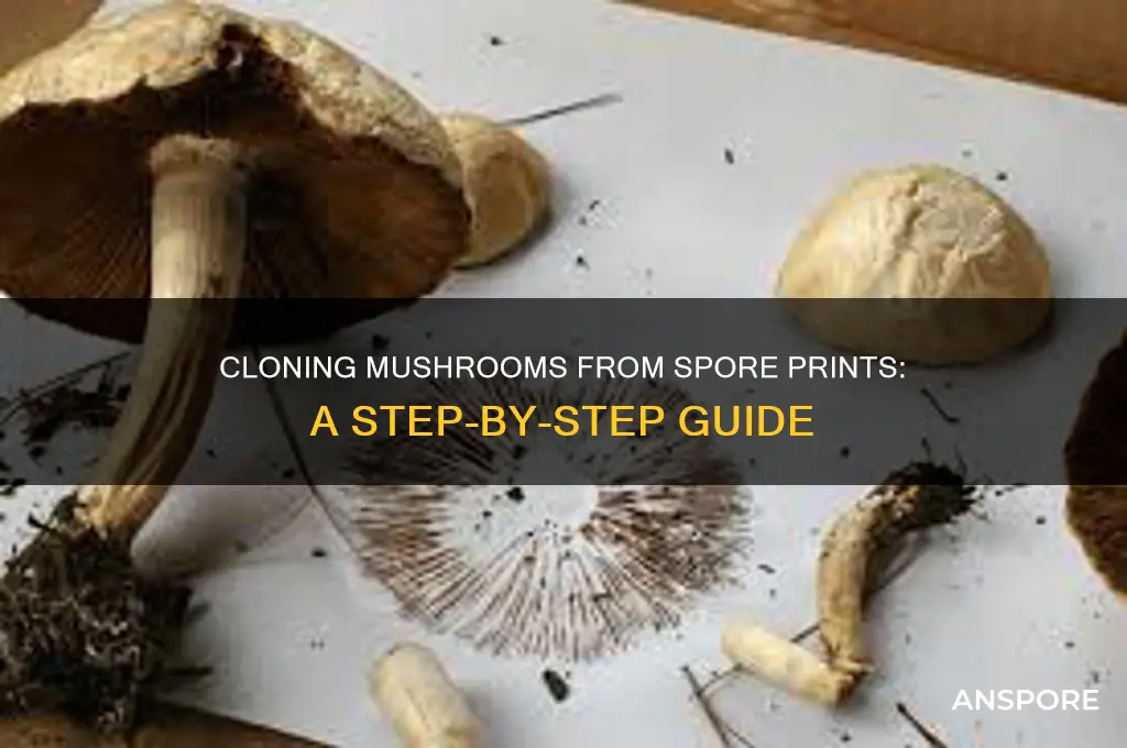 can u clone a mushroom from a spore print