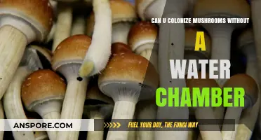 Colonizing Mushrooms Without a Water Chamber: Tips and Techniques