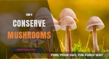 Sustainable Mushroom Conservation: Tips for Preserving Fungi in Nature