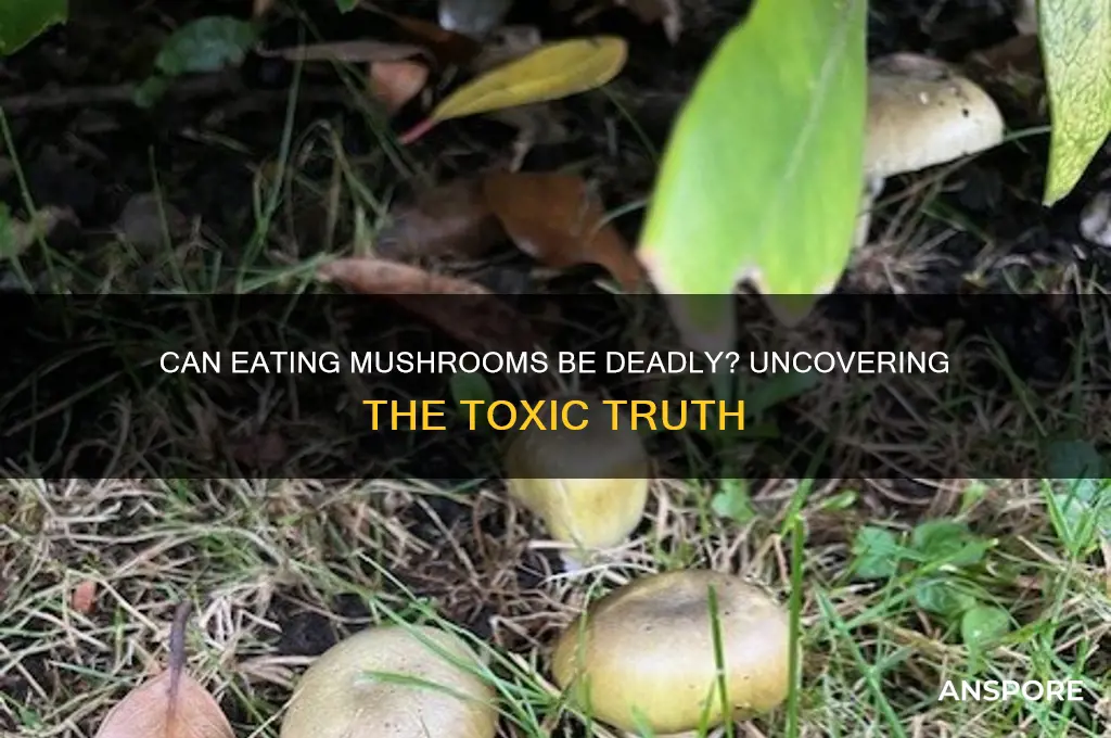 can u die from eating mushrooms