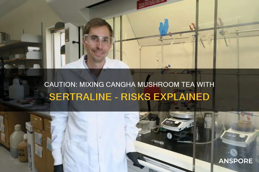 can u drink canga mushroom tea with serateline