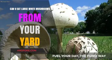 Are Yard-Grown Large White Mushrooms Safe to Eat?