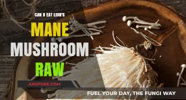 Can You Eat Lion's Mane Mushroom Raw? Benefits and Risks Explained