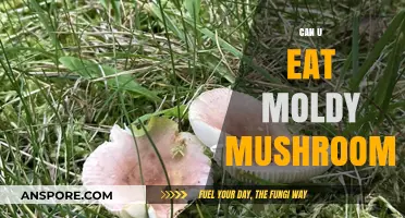 Can You Safely Eat Moldy Mushrooms? Risks and Facts Revealed
