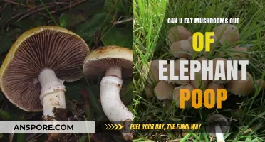 Can You Eat Mushrooms Found in Elephant Dung? Surprising Facts
