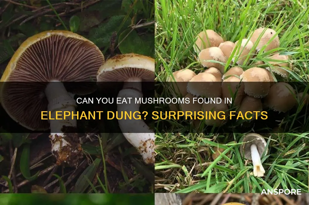 can u eat mushrooms out of elephant poop