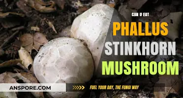 Can You Eat Phallus Stinkhorn Mushrooms? A Culinary Adventure