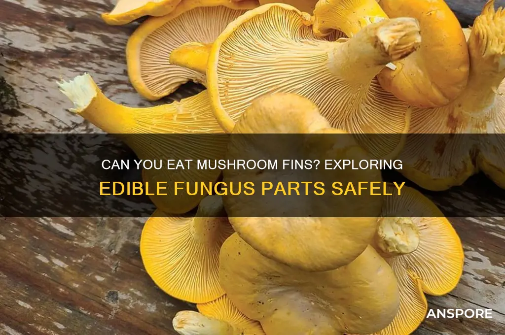 can u eat the fins under mushrooms