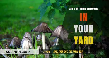 Can You Safely Eat Yard Mushrooms? A Foraging Guide