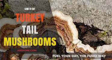 Can You Eat Turkey Tail Mushrooms? Benefits and Safe Consumption Tips