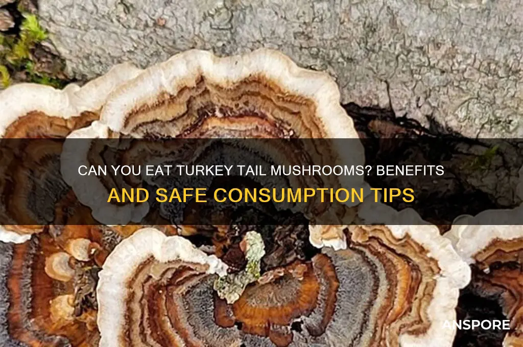 can u eat turkey tail mushrooms