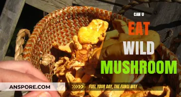 Can You Safely Eat Wild Mushrooms? A Forager's Guide