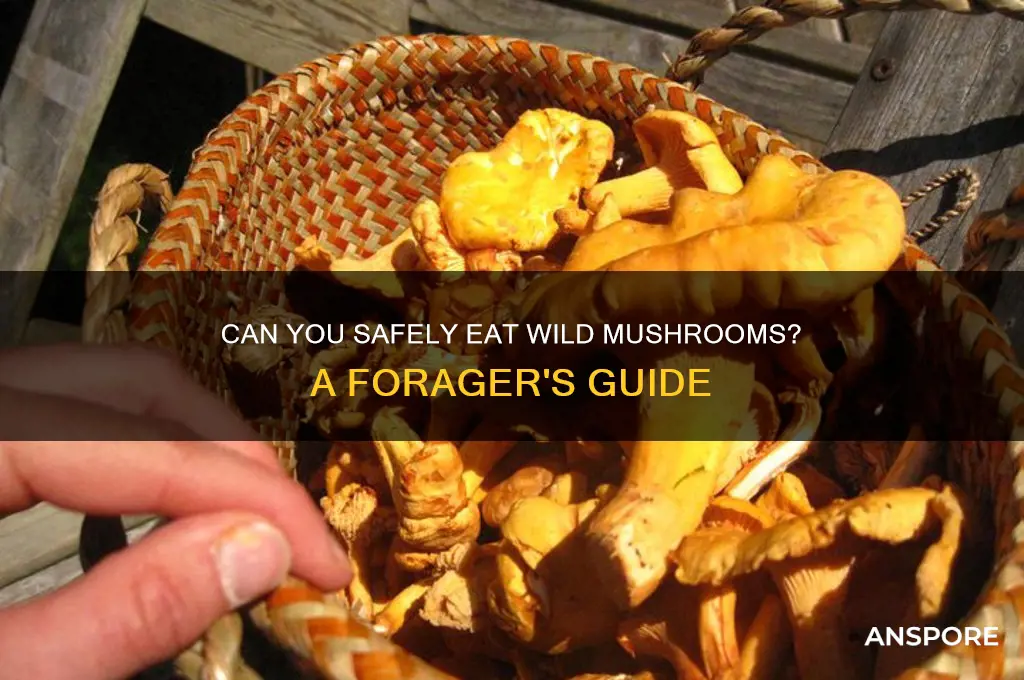 can u eat wild mushrooms