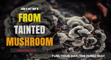 Can Tainted Mushrooms Transmit Hepatitis B? Unraveling the Risks