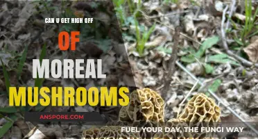 Exploring the Truth: Can Morel Mushrooms Induce a High?
