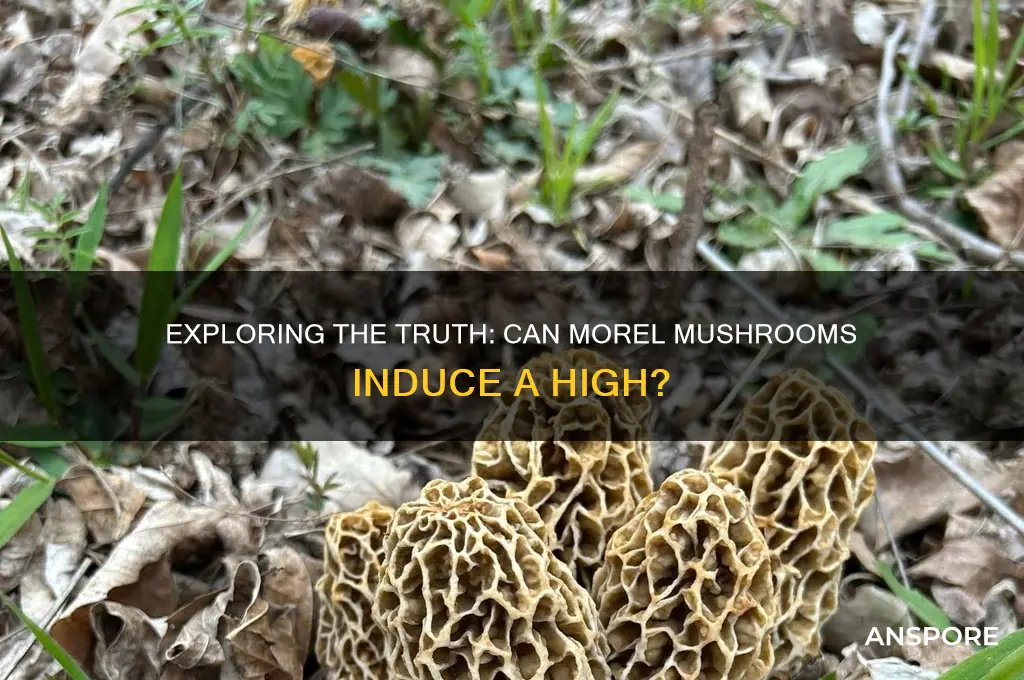 can u get high off of moreal mushrooms