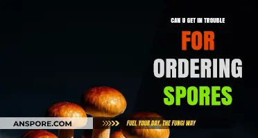 Ordering Spores: Legal Risks and Consequences Explained