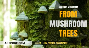 Do Mushroom Trees Produce Mushrooms? Unveiling the Fungal Truth