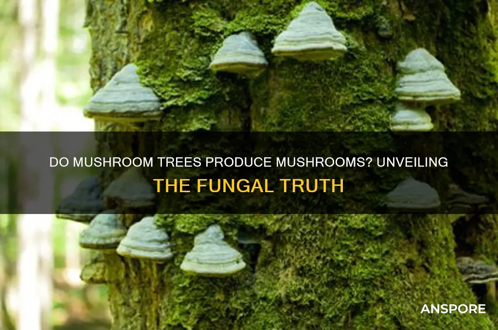 can u get mushroom from mushroom trees