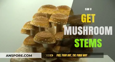 Can You Harvest Mushroom Stems? A Comprehensive Guide to Edibility