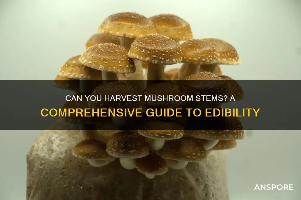 can u get mushroom stems