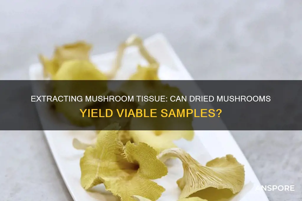 can u get mushroom tissue from dried mushrooms
