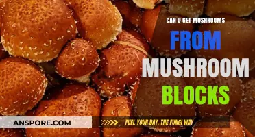 Growing Mushrooms from Blocks: A Comprehensive Guide to Cultivation
