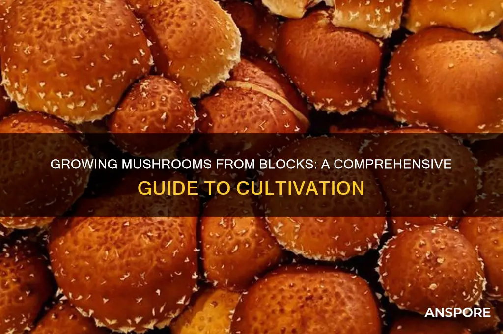 can u get mushrooms from mushroom blocks