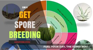 Exploring Spore Breeding: Techniques, Tips, and Successful Strategies