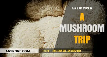 Stuck in a Mushroom Trip: Risks, Reality, and Recovery Tips