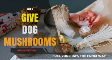 Can Dogs Eat Mushrooms? Safety Tips and Risks Explained