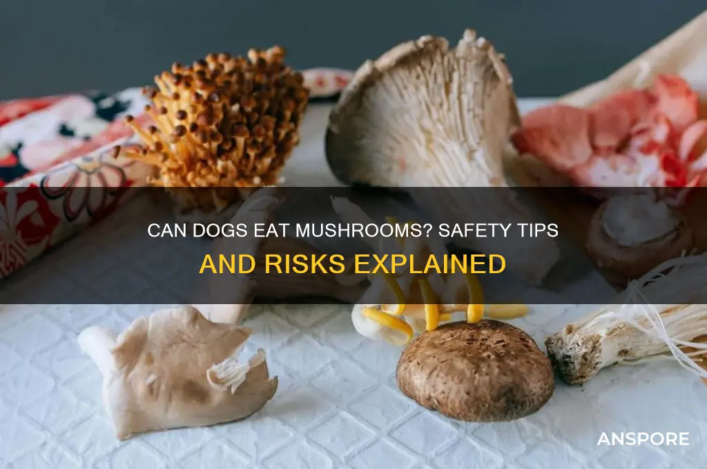 can u give dog mushrooms