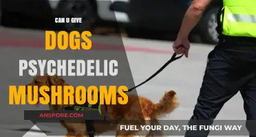 Psychedelic Mushrooms and Dogs: Risks, Myths, and Safety Concerns