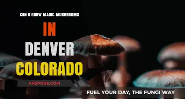 Growing Magic Mushrooms in Denver: Legalities and Cultivation Tips