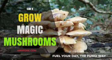 Growing Magic Mushrooms: Legal, Safe, and Practical Cultivation Guide