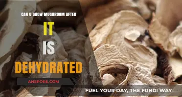 Reviving Dehydrated Mushrooms: Can They Regrow After Drying?