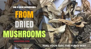 Growing Mushrooms from Dried: Is It Possible? Here's How