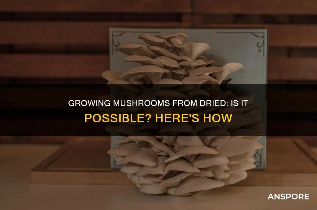 can u grow mushrooms from dried mushrooms