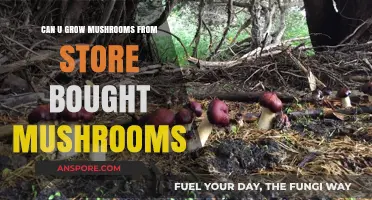 Growing Mushrooms from Store-Bought: A Simple DIY Guide