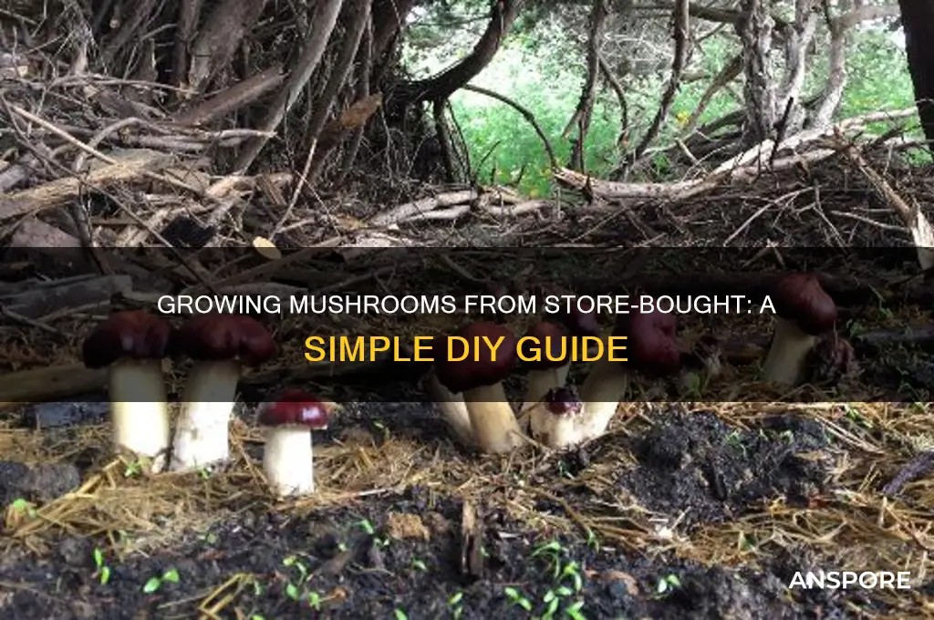 can u grow mushrooms from store bought mushrooms