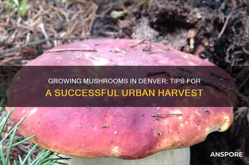 can u grow mushrooms in denver