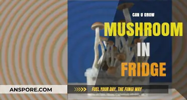 Growing Mushrooms in Your Fridge: A Surprising Possibility Explained