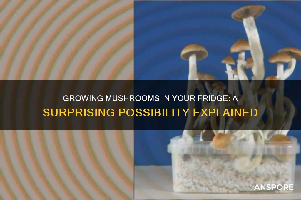 can u grow mushrooms in fridge