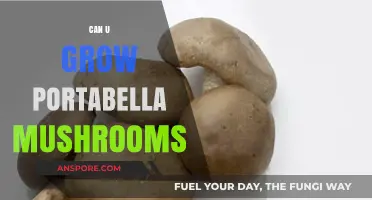 Growing Portabella Mushrooms: A Beginner's Guide to Cultivating at Home
