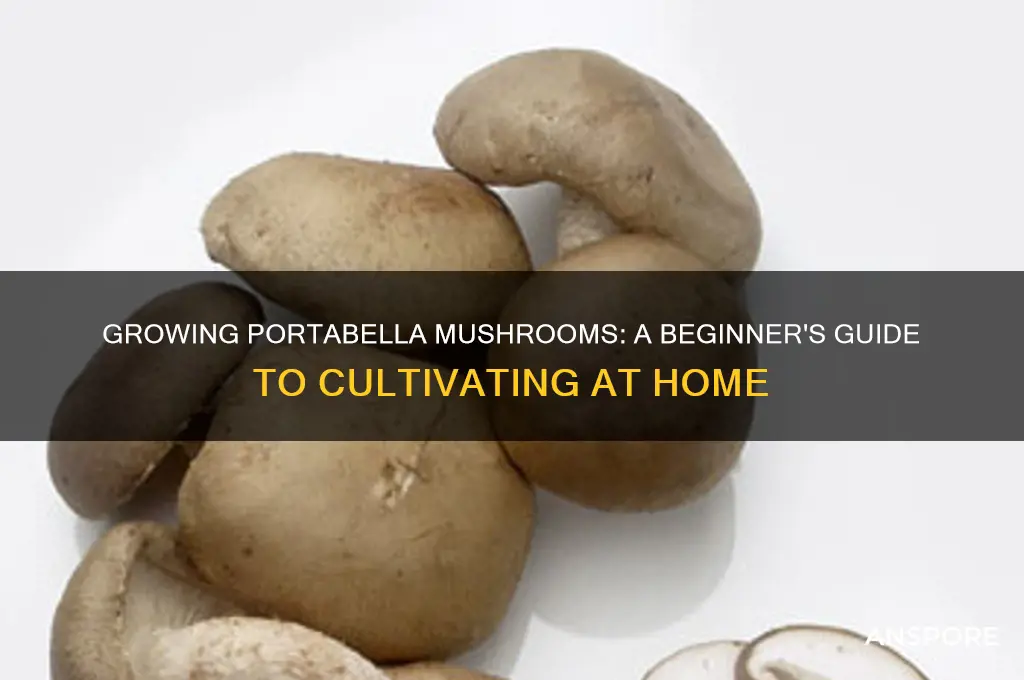 can u grow portabella mushrooms