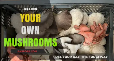 Grow Your Own Mushrooms: A Beginner’s Guide to Homegrown Fungi