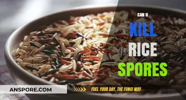 Can You Kill Rice Spores? Effective Methods and Prevention Tips