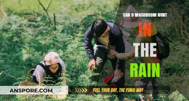 Mushroom Hunting in the Rain: Tips for a Successful Foray