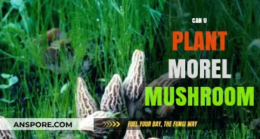 Can You Plant Morel Mushrooms? A Beginner's Cultivation Guide
